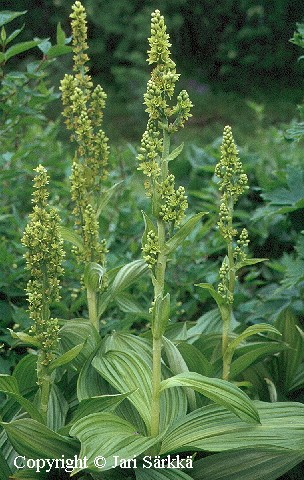  Veratrum album